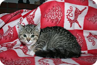 Domestic Shorthair Kitten for Sale in SantaRosa, California - Oliver Domestic Shorthair Kitten for Sale in SantaRosa, California - Oliver