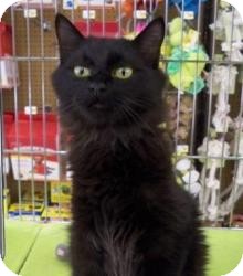 Domestic Mediumhair Cat for Sale in Sacramento, California - Blane N Domestic Mediumhair Cat for Sale in Sacramento, California - Blane N