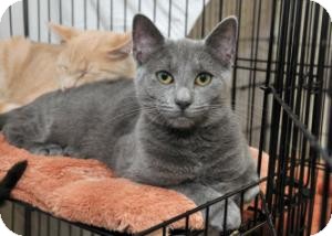 Domestic Shorthair Cat for Sale in Horsham, Pennsylvania - Brandie Domestic Shorthair Cat for Sale in Horsham, Pennsylvania - Brandie