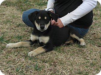 German Shepherd Dog/Labrador Retriever Mix Puppy for Sale in Glastonbury, Connecticut - Joli~meet me~ German Shepherd Dog/Labrador Retriever Mix Puppy for Sale in Glastonbury, Connecticut - Joli~meet me~