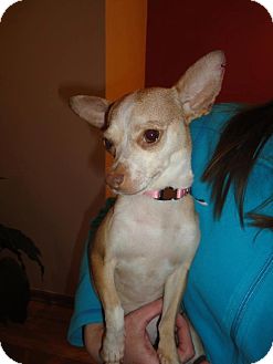 Chihuahua Mix Dog for Sale in Chicago, Illinois - Madison Chihuahua Mix Dog for Sale in Chicago, Illinois - Madison