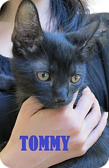 Domestic Shorthair Kitten for Sale in New York, New York - Tommy and Phil Domestic Shorthair Kitten for Sale in New York, New York - Tommy and Phil