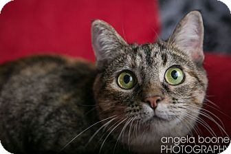 Domestic Shorthair Cat for Sale in Eagan, Minnesota - Clementine Domestic Shorthair Cat for Sale in Eagan, Minnesota - Clementine