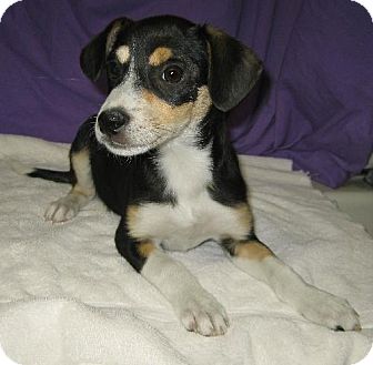 Beagle/Feist Mix Puppy for Sale in Glastonbury, Connecticut - Oprah- meet me! Beagle/Feist Mix Puppy for Sale in Glastonbury, Connecticut - Oprah- meet me!