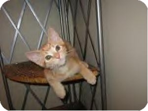 Domestic Shorthair Cat for Sale in Youngstown, Ohio - Jake-Adoption pending Domestic Shorthair Cat for Sale in Youngstown, Ohio - Jake-Adoption pending