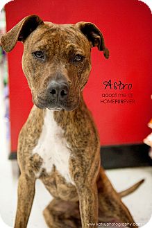Hound (Unknown Type)/American Pit Bull Terrier Mix Dog for Sale in Detroit, Michigan - Astro-Adopted! Hound (Unknown Type)/American Pit Bull Terrier Mix Dog for Sale in Detroit, Michigan - Astro-Adopted!