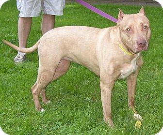 pitbull doberman mix puppies doberman pinscher pitbull mix related keywords doberman pinscher pitbull mix pitbull doberman mix puppies doberman pinscher pitbull mix related keywords doberman pinscher pitbull mix