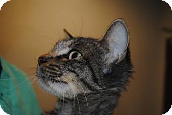 Domestic Mediumhair Cat for Sale in Gainesville, Florida - Franklet Domestic Mediumhair Cat for Sale in Gainesville, Florida - Franklet