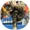 Domestic Shorthair Cat for Sale in Harrisburg, North Carolina - Miranda Domestic Shorthair Cat for Sale in Harrisburg, North Carolina - Miranda