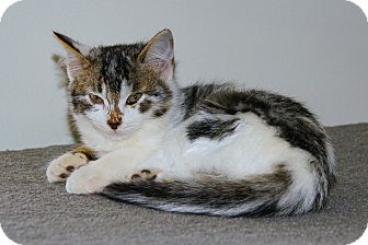 American Shorthair Kitten for Sale in Victor, New York - Mable American Shorthair Kitten for Sale in Victor, New York - Mable