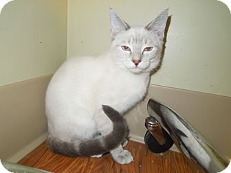 Domestic Shorthair Cat for Sale in Medina, Ohio - Montel Domestic Shorthair Cat for Sale in Medina, Ohio - Montel