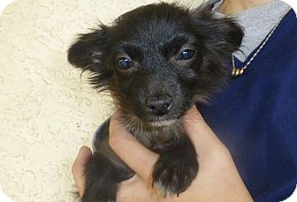 Pomeranian/Dachshund Mix Puppy for Sale in Oviedo, Florida - Peter Pomeranian/Dachshund Mix Puppy for Sale in Oviedo, Florida - Peter