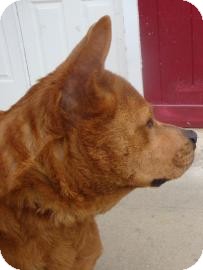 German Shepherd Dog/Chow Chow Mix Dog for Sale in Gainesville, Florida - Helen German Shepherd Dog/Chow Chow Mix Dog for Sale in Gainesville, Florida - Helen