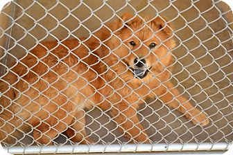 Chow Chow Dog for Sale in NA, Oklahoma - Kolby Chow Chow Dog for Sale in NA, Oklahoma - Kolby
