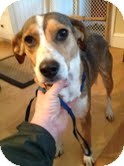 Beagle Mix Dog for Sale in Washington, D.C. - Maizey-I'm in New England! Beagle Mix Dog for Sale in Washington, D.C. - Maizey-I'm in New England!