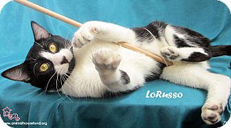Domestic Shorthair Cat for Sale in St Louis, Missouri - LoRusso Domestic Shorthair Cat for Sale in St Louis, Missouri - LoRusso