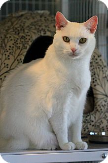 Domestic Shorthair Cat for Sale in Gaithersburg, Maryland - Priscilla Presley Domestic Shorthair Cat for Sale in Gaithersburg, Maryland - Priscilla Presley