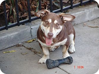 Basset Hound/Corgi Mix Dog for Sale in Bellflower, California - Jasper Basset Hound/Corgi Mix Dog for Sale in Bellflower, California - Jasper