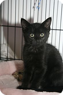 Domestic Shorthair Kitten for Sale in East Brunswick, New Jersey - Mystery Domestic Shorthair Kitten for Sale in East Brunswick, New Jersey - Mystery