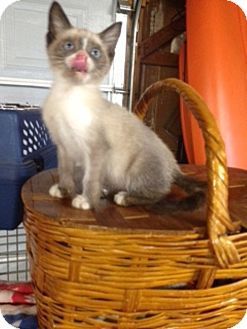 Siamese Kitten for Sale in Plainfield, Connecticut - Jerry Siamese Kitten for Sale in Plainfield, Connecticut - Jerry