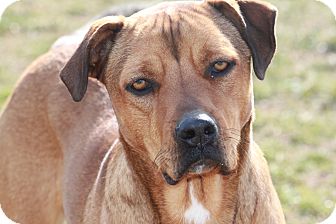 Rhodesian Ridgeback/Labrador Retriever Mix Dog for Sale in Russellville, Kentucky - Brianna Rhodesian Ridgeback/Labrador Retriever Mix Dog for Sale in Russellville, Kentucky - Brianna