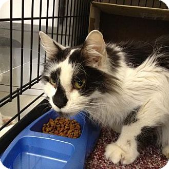 Domestic Longhair Cat for Sale in Oceanside, New York - Norton Domestic Longhair Cat for Sale in Oceanside, New York - Norton