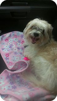 Lhasa Apso/Shih Tzu Mix Dog for Sale in bridgeport, Connecticut - Bear Lhasa Apso/Shih Tzu Mix Dog for Sale in bridgeport, Connecticut - Bear