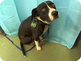 Labrador Retriever Mix Dog for Sale in San Diego, California - Obie URGENT Labrador Retriever Mix Dog for Sale in San Diego, California - Obie URGENT