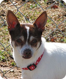 Chihuahua Mix Dog for Sale in Homewood, Alabama - Cooper Chihuahua Mix Dog for Sale in Homewood, Alabama - Cooper