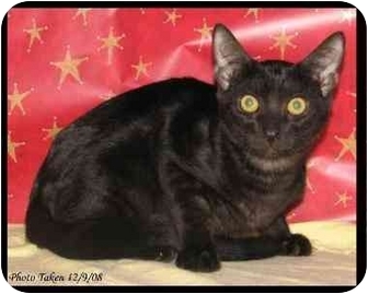 Domestic Shorthair Kitten for Sale in Orlando, Florida - Poe Domestic Shorthair Kitten for Sale in Orlando, Florida - Poe