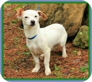 Dachshund/Chihuahua Mix Dog for Sale in Windham, New Hampshire - Long John Silver (In New Eng.) Dachshund/Chihuahua Mix Dog for Sale in Windham, New Hampshire - Long John Silver (In New Eng.)