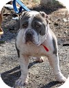 American Staffordshire Terrier Mix Dog for Sale in Tinton Falls, New Jersey - Lila American Staffordshire Terrier Mix Dog for Sale in Tinton Falls, New Jersey - Lila
