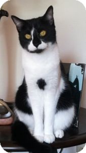 Domestic Shorthair Cat for Sale in Colorado Springs, Colorado - Brooks Domestic Shorthair Cat for Sale in Colorado Springs, Colorado - Brooks