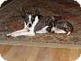 Puppies And More Marlton New Jersey