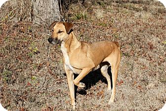 Black Mouth Cur Mix Dog for Sale in Flower Mound, Texas - Junebug Black Mouth Cur Mix Dog for Sale in Flower Mound, Texas - Junebug