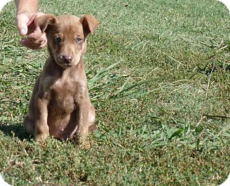 Labrador Retriever Mix Puppy for Sale in Glastonbury, Connecticut - Miranda~meet me~ Labrador Retriever Mix Puppy for Sale in Glastonbury, Connecticut - Miranda~meet me~