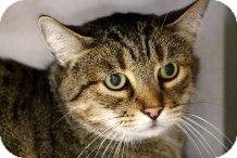 Domestic Shorthair Cat for Sale in Mesa, Arizona - Sampson Domestic Shorthair Cat for Sale in Mesa, Arizona - Sampson