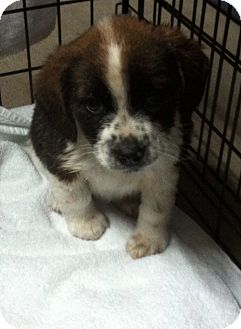 Collie Mix Puppy for Sale in Hazard, Kentucky - Fritzie Collie Mix Puppy for Sale in Hazard, Kentucky - Fritzie