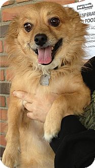 Tibetan Spaniel/Spaniel (Unknown Type) Mix Dog for Sale in Chandler, Arizona - Toby Tibetan Spaniel/Spaniel (Unknown Type) Mix Dog for Sale in Chandler, Arizona - Toby
