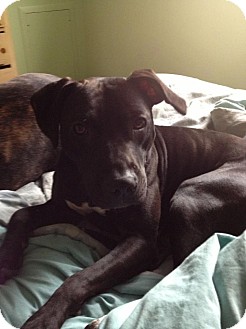 American Pit Bull Terrier Mix Dog for Sale in Westland, Michigan - Mystic American Pit Bull Terrier Mix Dog for Sale in Westland, Michigan - Mystic