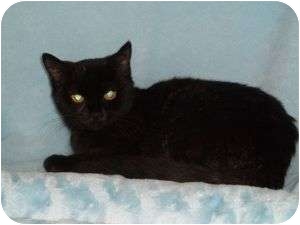 Domestic Mediumhair Kitten for Sale in Griffin, Georgia - Libby Lou Domestic Mediumhair Kitten for Sale in Griffin, Georgia - Libby Lou