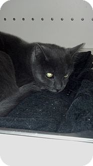 Russian Blue Cat for Sale in Sterling Hgts, Michigan - Clyde Russian Blue Cat for Sale in Sterling Hgts, Michigan - Clyde