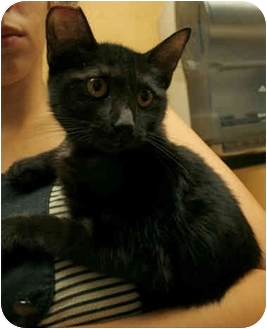 Bombay Kitten for Sale in Orlando, Florida - Babette Bombay Kitten for Sale in Orlando, Florida - Babette