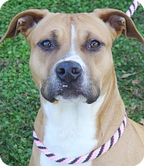 American Pit Bull Terrier Mix Dog for Sale in Red Bluff, California - Fatima-URGENT American Pit Bull Terrier Mix Dog for Sale in Red Bluff, California - Fatima-URGENT