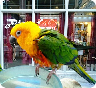 Conure for Sale in Shawnee Mission, Kansas - Oliver Conure for Sale in Shawnee Mission, Kansas - Oliver