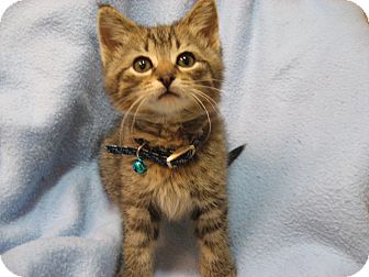 Domestic Shorthair Kitten for Sale in Eagan, Minnesota - Kringle Domestic Shorthair Kitten for Sale in Eagan, Minnesota - Kringle