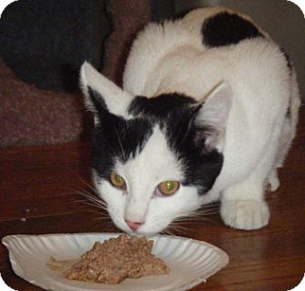 Domestic Shorthair Kitten for Sale in Kensington, Maryland - Sammy Domestic Shorthair Kitten for Sale in Kensington, Maryland - Sammy