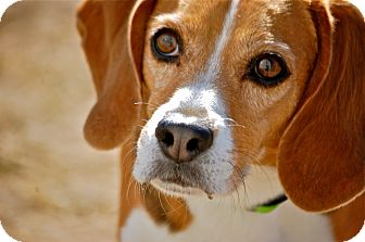 Beagle Mix Dog for Sale in Meridian, Idaho - Sadie Beagle Mix Dog for Sale in Meridian, Idaho - Sadie