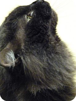 Maine Coon Cat for Sale in Chicago, Illinois - Dr Bombay Maine Coon Cat for Sale in Chicago, Illinois - Dr Bombay