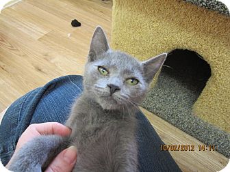 Hemingway/Polydactyl Kitten for Sale in Bunnell, Florida - Hemi Hemingway/Polydactyl Kitten for Sale in Bunnell, Florida - Hemi